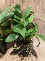 Dendrobium Rosy Cluster (Den. farmeri x Den. amabile) (3.5” pot) - Image 6