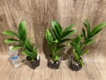 Dendrobium Burana Blue Classic (3.5” pot) - Image 7