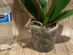 In Spike Phalaenopsis Yu Pin Fairlady (4.5" Pot) - Image 11