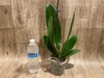 In Spike Phalaenopsis Yu Pin Fairlady (4.5" Pot) - Image 10