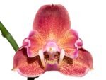 Double Spikes Phalaenopsis I-Hsin Fantasist ‘Peloric’ (4.5" pot) - Image 2