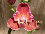 Double Spikes Phalaenopsis I-Hsin Fantasist ‘Peloric’ (4.5" pot) - Image 3