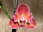 Double Spikes Phalaenopsis I-Hsin Fantasist ‘Peloric’ (4.5" pot) - Image 4