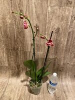 Double Spikes Phalaenopsis I-Hsin Fantasist ‘Peloric’ (4.5" pot) - Image 7
