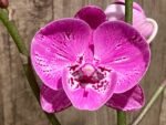 Multi Tall Spikes Phalaenopsis Shulong TWM-F31231 (4.5" pot) - Image 3