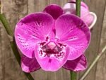 Multi Tall Spikes Phalaenopsis Shulong TWM-F31231 (4.5" pot) - Image 4