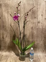 Multi Tall Spikes Phalaenopsis Shulong TWM-F31231 (4.5" pot) - Image 7