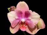 Double Spikes Phalaenopsis Baby Dynamite ‘Peloric’ (4.5" pot)