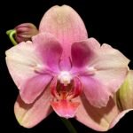 Double Spikes Phalaenopsis Baby Dynamite ‘Peloric’ (4.5" pot)