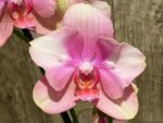 Double Spikes Phalaenopsis Baby Dynamite ‘Peloric’ (4.5" pot) - Image 3