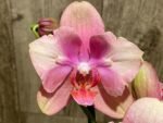 Double Spikes Phalaenopsis Baby Dynamite ‘Peloric’ (4.5" pot) - Image 4