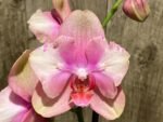 Double Spikes Phalaenopsis Baby Dynamite ‘Peloric’ (4.5" pot) - Image 5