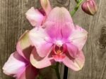 Double Spikes Phalaenopsis Baby Dynamite ‘Peloric’ (4.5" pot) - Image 6