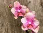 Double Spikes Phalaenopsis Baby Dynamite ‘Peloric’ (4.5" pot) - Image 7