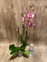 Double Spikes Phalaenopsis Baby Dynamite ‘Peloric’ (4.5" pot) - Image 8