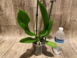 Double Spikes Phalaenopsis Baby Dynamite ‘Peloric’ (4.5" pot) - Image 11