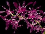 Dendrobium Blue Spin (3.5” pot)