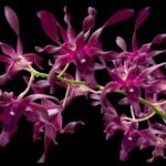 Dendrobium Blue Spin (3.5” pot)