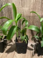 Dendrobium Blue Spin (3.5” pot) - Image 6