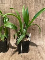 Dendrobium Blue Spin (3.5” pot) - Image 8