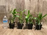 Dendrobium Blue Spin (3.5” pot) - Image 3