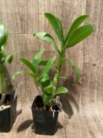 Dendrobium Burana Jade (3.5” pot) - Image 6