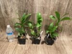 Dendrobium Burana Jade (3.5” pot) - Image 3