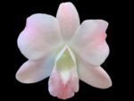 Dendrobium Visa Peach (3.5” pot)