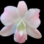 Dendrobium Visa Peach (3.5” pot)