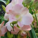 Dendrobium Visa Peach (3.5” pot) - Image 2
