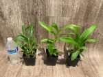 Dendrobium Visa Peach (3.5” pot) - Image 4
