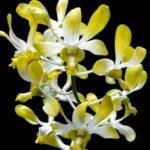 Fragrant Dendrobium POF-58 (3.5” pot)
