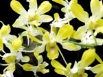 Fragrant Dendrobium POF-58 (3.5” pot) - Image 2