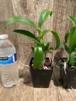 Fragrant Dendrobium POF-58 (3.5” pot) - Image 5
