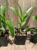 Fragrant Dendrobium POF-58 (3.5” pot) - Image 6