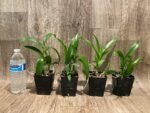 Fragrant Dendrobium POF-58 (3.5” pot) - Image 3