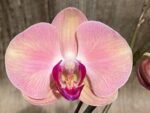 In Spike Phalaenopsis Yu Pin Fairlady (4.5" Pot) - Image 3