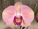 In Spike Phalaenopsis Yu Pin Fairlady (4.5" Pot) - Image 4