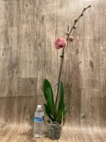 In Spike Phalaenopsis Yu Pin Fairlady (4.5" Pot) - Image 8