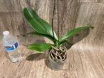 In Spike Phalaenopsis Yu Pin Dream Girl (4.5" Pot) - Image 7