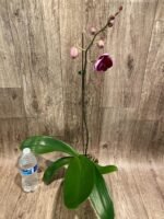 In Spike Phalaenopsis Yu Pin Dream Girl (4.5" Pot) - Image 5