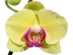 In Spike Phalaenopsis Golden Tree (4.5" Pot) - Image 2