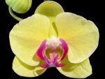 In Spike Phalaenopsis Golden Tree (4.5" Pot)