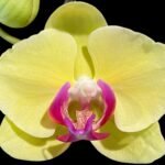 In Spike Phalaenopsis Golden Tree (4.5" Pot)