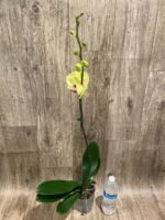 In Spike Phalaenopsis Golden Tree (4.5" Pot) - Image 5