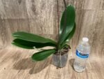 In Spike Phalaenopsis Golden Tree (4.5" Pot) - Image 8