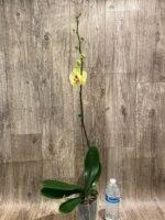 In Spike Phalaenopsis Golden Tree (4.5" Pot) - Image 7