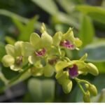 Dendrobium Burana Green Flash (3.5” pot) - Image 2