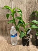 Dendrobium Burana Green Flash (3.5” pot) - Image 5