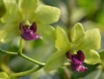 Dendrobium Burana Green Flash (3.5” pot)